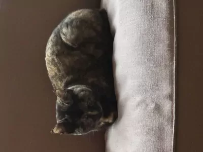 Kittens, zes maanden, gratis, gevaccineerd en gecastreerd - afbeelding 2