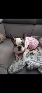 Boston Terrier te koop verkopen Rotterdam Nederland - 5313