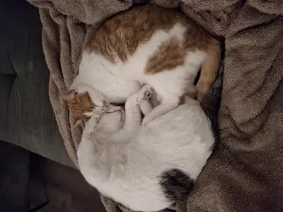 2 lieve katten te koop - afbeelding 3