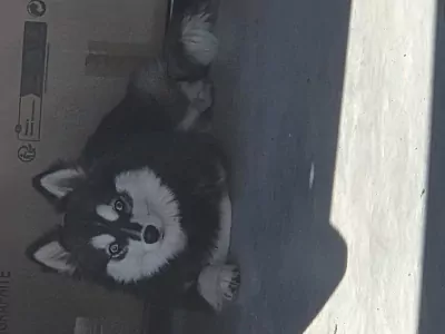 2 Pomsky  te koop - afbeelding 4