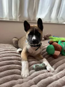 Lieve Amerikaanse akita van 12 weken oud. - afbeelding 5