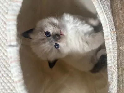 Ragdoll kitten - afbeelding 3