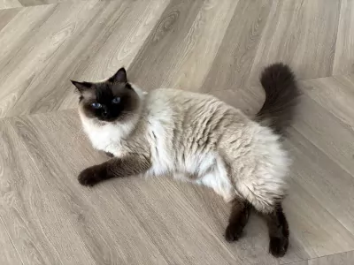 Ragdoll te koop verkopen Heemstede Nederland - 5465