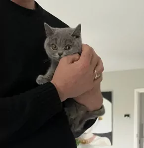 Brits Korthaar te koop verkopen Goes Nederland - 5228