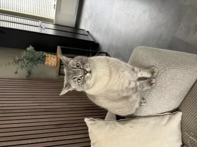 Britse korthaar Coco - afbeelding 3