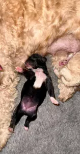 Maltipoo pup te koop - afbeelding 3