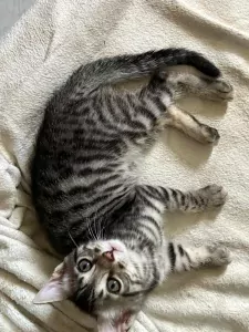 Twee lieve Bengaalse kittens - afbeelding 4