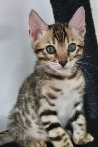 Bengaalse kater te koop - afbeelding 4