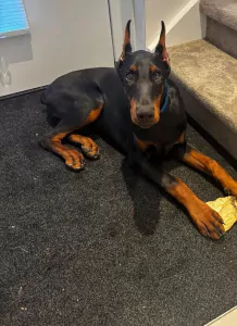 Dobermann te koop verkopen Zaandam Nederland - 5262