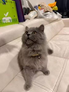 Brits langhaar - afbeelding 3