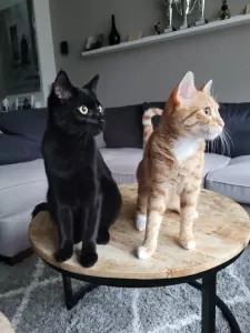 Blauwe Rus te koop verkopen Meppel Nederland - 5287