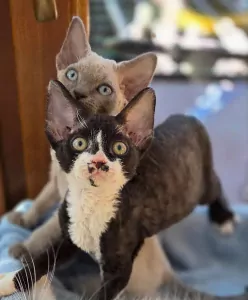 Devon Rex te koop verkopen Hertogenbosch Nederland - 5175