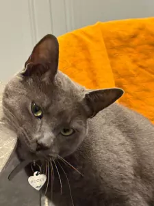 Blauwe Rus te koop verkopen Den Haag Nederland - 5009