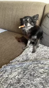 Chihuahua te koop verkopen Lisse Nederland - 4965
