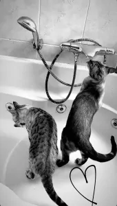 Bengaalse katten: broer en zus - afbeelding 5