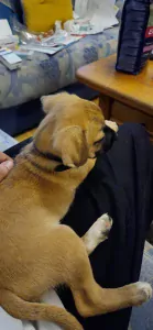 Puppy reu te koop - afbeelding 4
