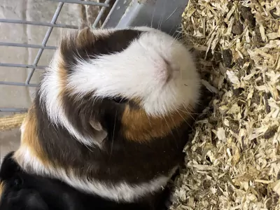 4 cavias for free - afbeelding 3