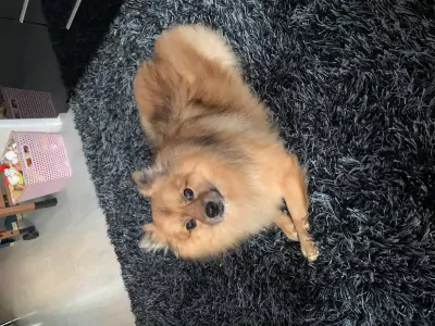 Teddy zoekt een goude mantje - afbeelding 2