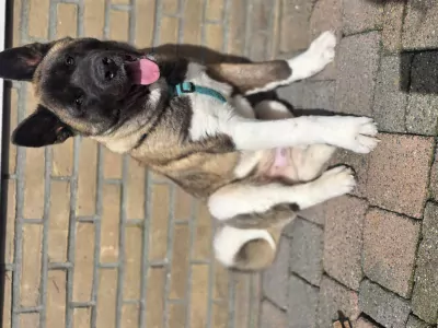 American Akita te koop verkopen Stadskanaal Nederland - 5315