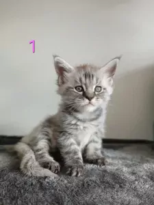 Maine Coon te koop verkopen Hellevoetsluis Nederland - 4901