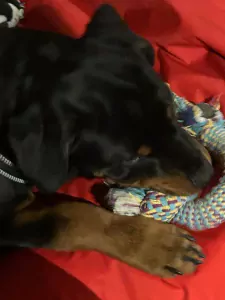 Rottweiler te koop verkopen Rijssen Nederland - 5129