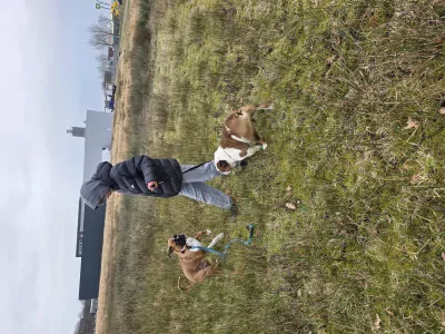 Jonge boxer reu - afbeelding 4