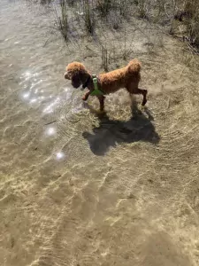 We zoeken een nieuw huisje voor onze puppy - afbeelding 4