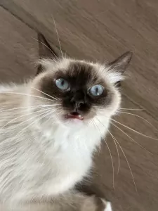 Mooie 100% ragdoll poes zonder stamboom - afbeelding 6