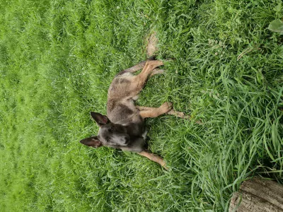Mechelse herder te koop verkopen Sint Truiden Belgie - 5538