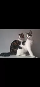 Europese Korthaar te koop verkopen Spijkenisse Nederland - 5241