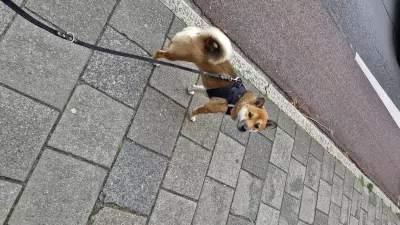 Shiba inu zoekt een nieuwe baasje - afbeelding 2