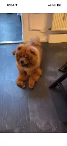 Chow Chow te koop verkopen Kerkrade Nederland - 5504