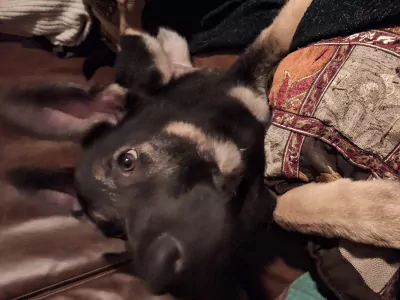 🩷 Duitse herder pup met fci stamboom - afbeelding 4