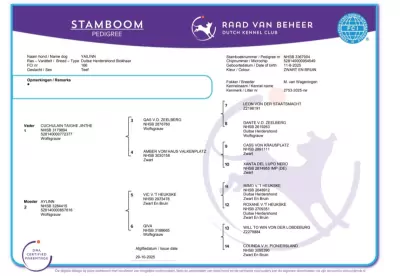 Duitse Herder te koop verkopen Drachten Nederland - 5049