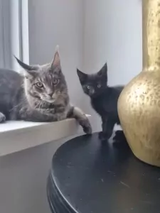 Maine Coon te koop verkopen Westbeemster Nederland - 5678