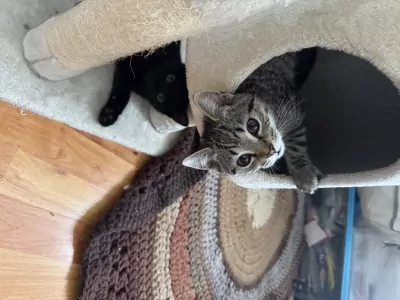 Kittens moeder is britse korthaar - afbeelding 3