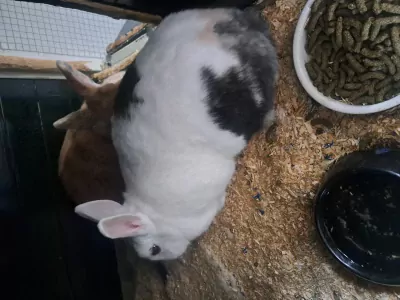 Lieve konijnen - afbeelding 6