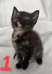 4 lieve mooie dames kittens - afbeelding 2