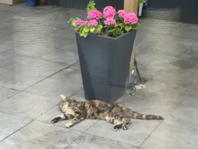 Ik zoek een nieuw plekje  🐱💕 - afbeelding 6