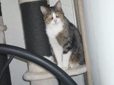 Europese Korthaar te koop verkopen Emmeloord Nederland - 5200