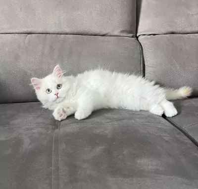 Speels Selkirk Rex katertje zoekt liefdevol thuis - afbeelding 6