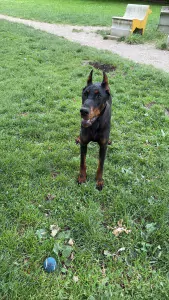 Doberman - afbeelding 3