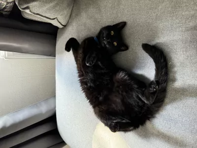 Lieve kater zoekt nieuw thuis - afbeelding 5