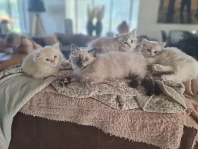 Unieke Mink ragdoll kittens - afbeelding 2