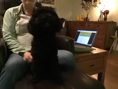 Heel lieve Cockapoo - afbeelding 2