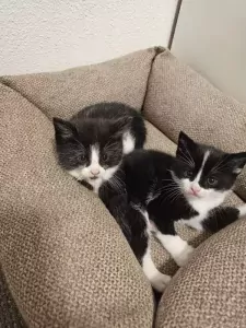 Tuxedo kittens - afbeelding 2