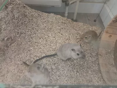 Gerbils + bak te koop - afbeelding 4