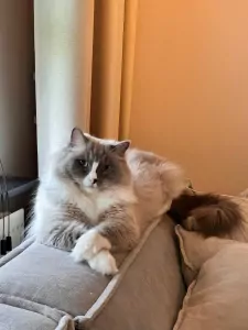 Ragdoll 4 jaar - afbeelding 2