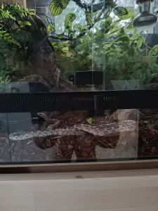 Vrouwelijke Korenslag met optioneel terrarium - afbeelding 2