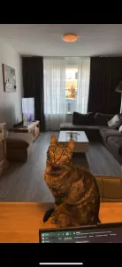 Geen Raskat te koop verkopen Zoutkamp Nederland - 4838
